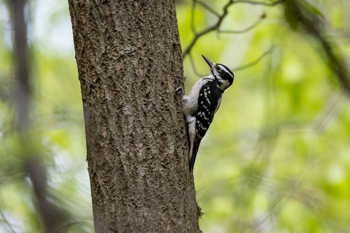 Hairy Woodpecker - ML559188191