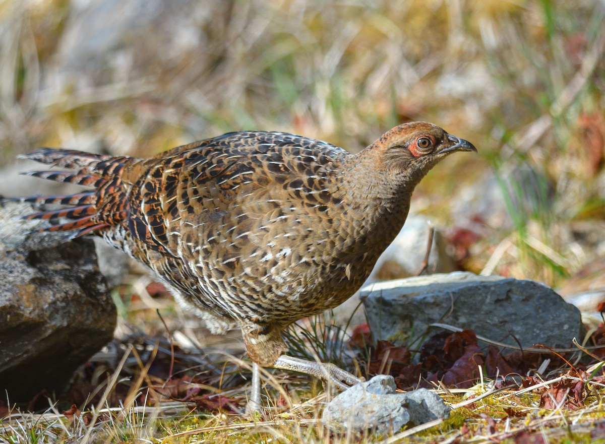 Mikado Pheasant - ML559188691