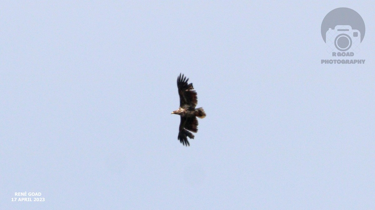 White-tailed Eagle - RENE GOAD