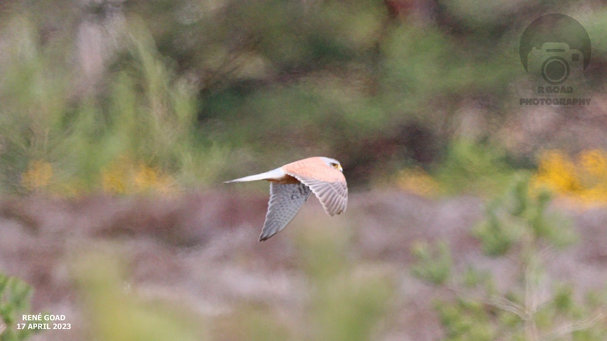 Eurasian Kestrel - RENE GOAD