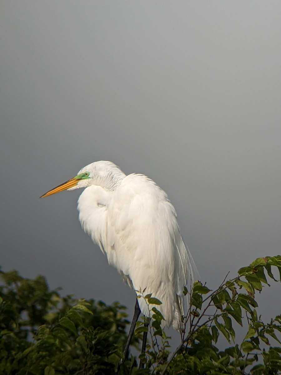 Great Egret - ML559189131