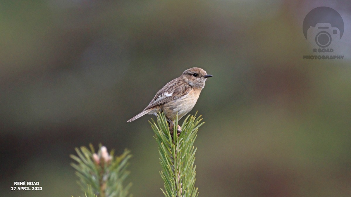 European Stonechat - RENE GOAD