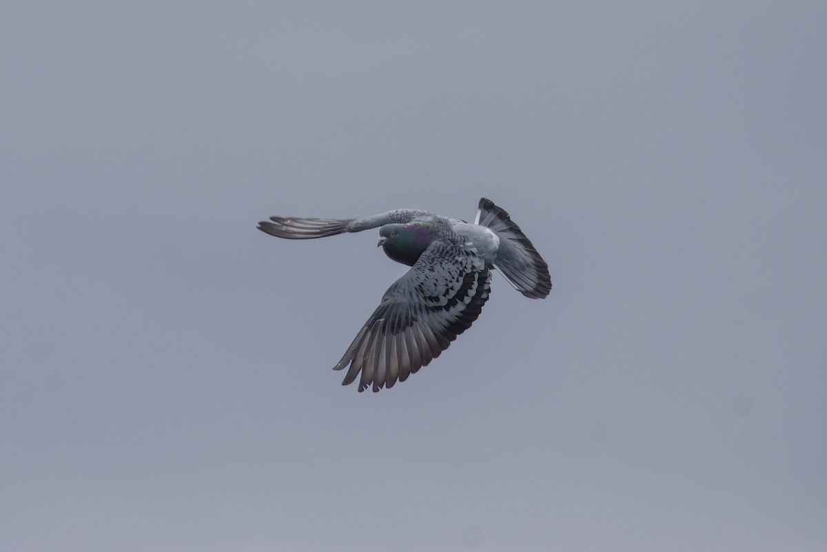 Rock Pigeon (Feral Pigeon) - ML559189701