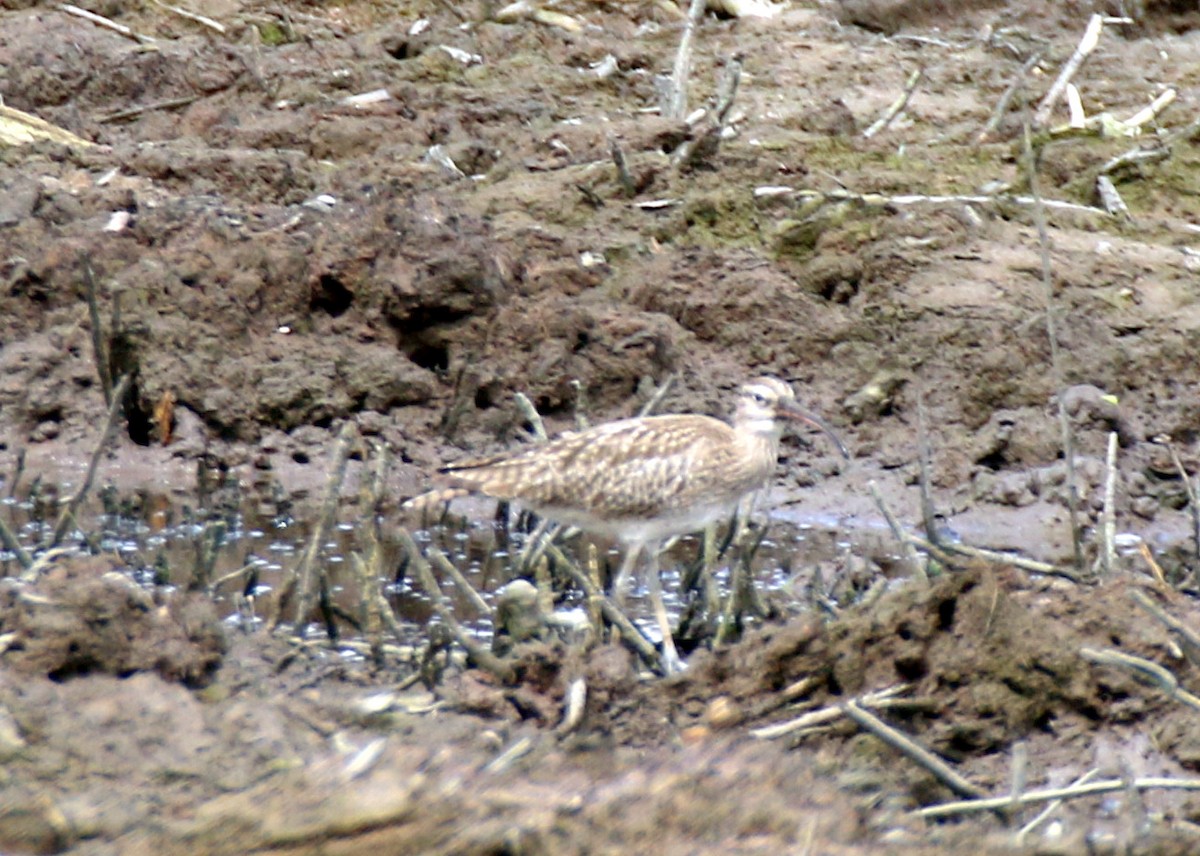 Whimbrel - ML559189911