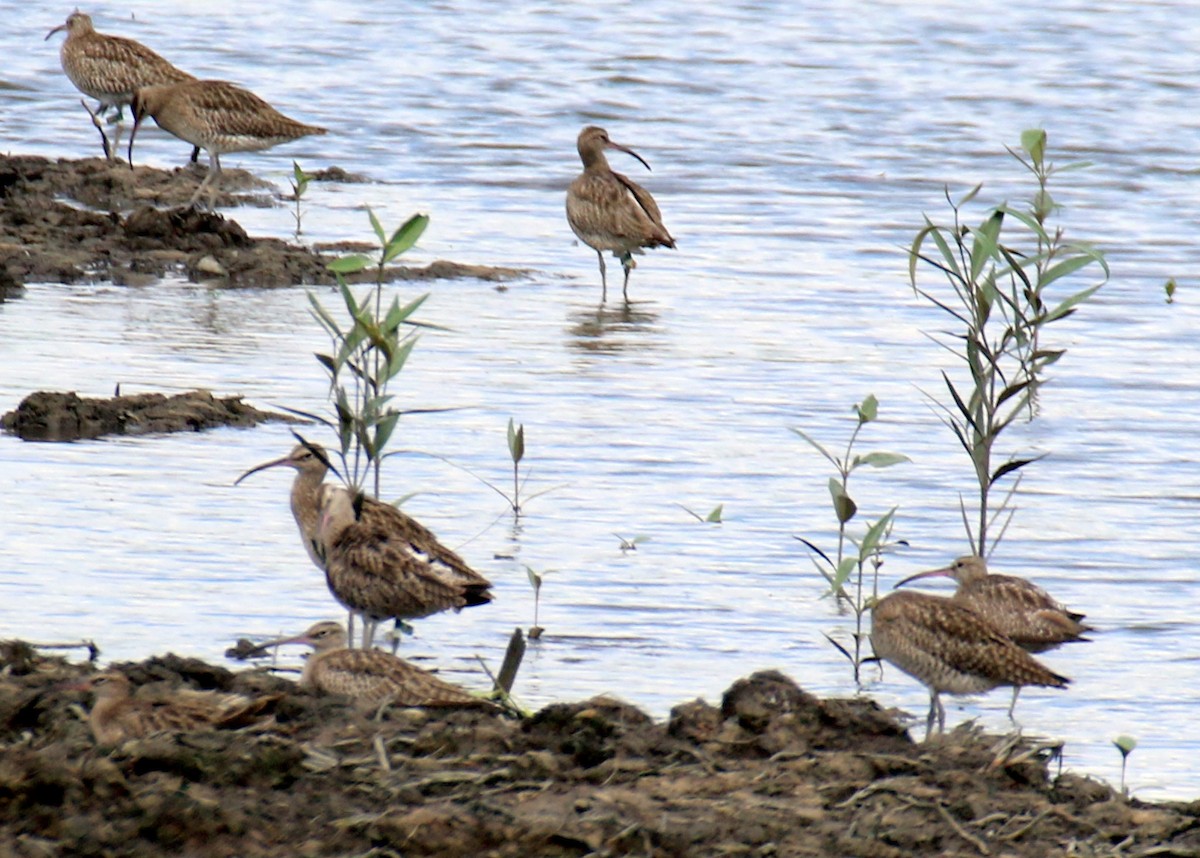 Whimbrel - ML559190021