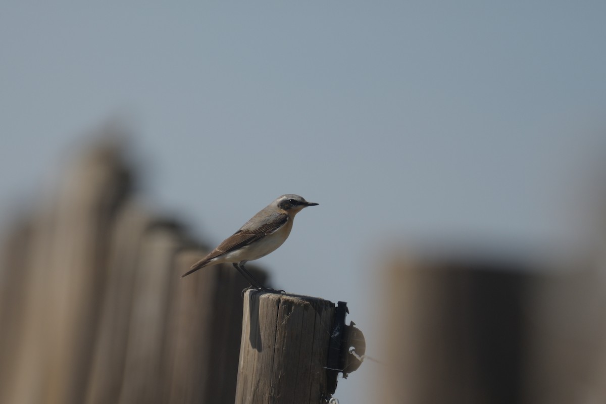 Northern Wheatear - ML559190441