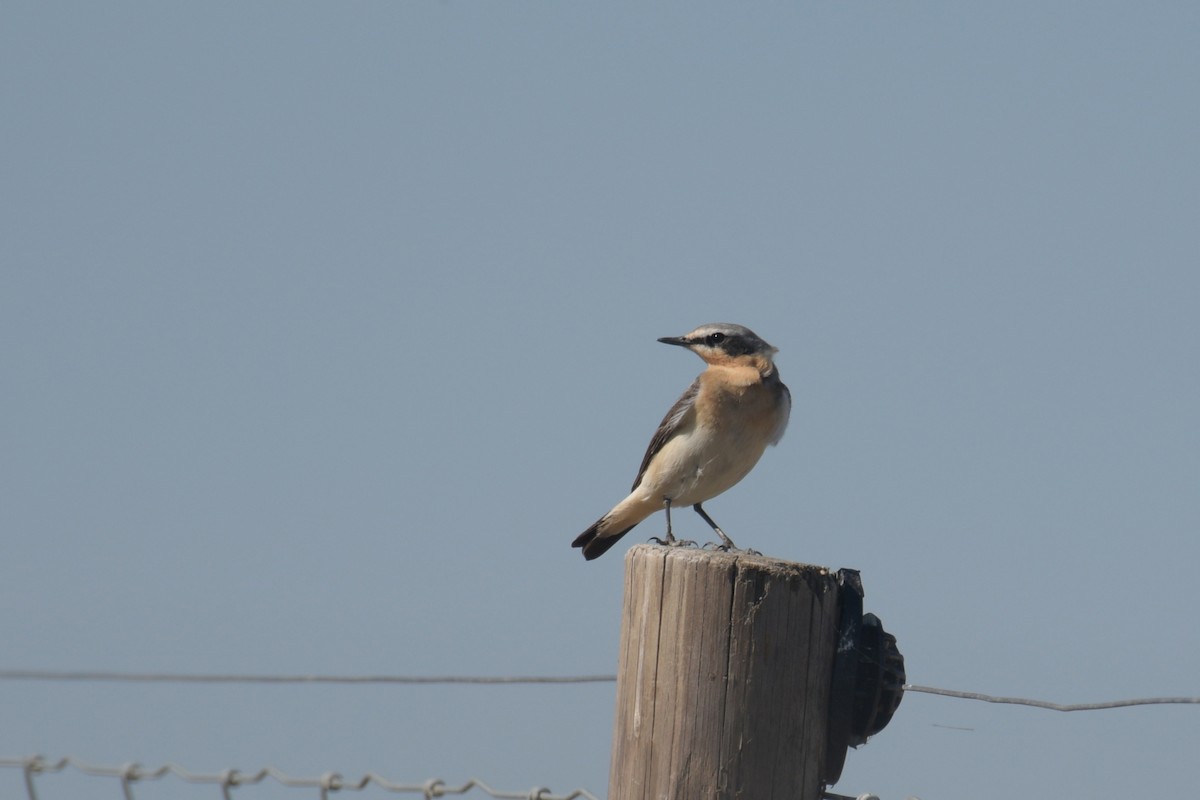 Northern Wheatear - ML559190451