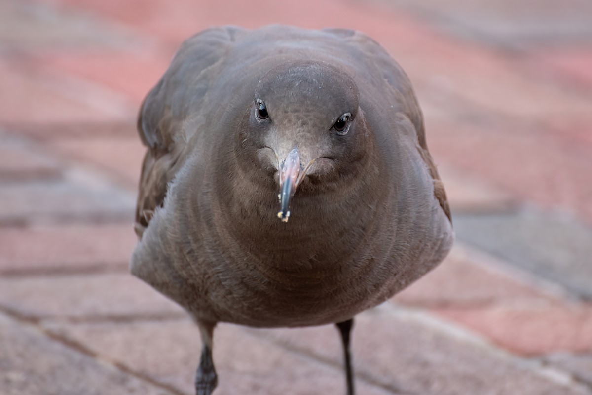 Heermann's Gull - ML559190891