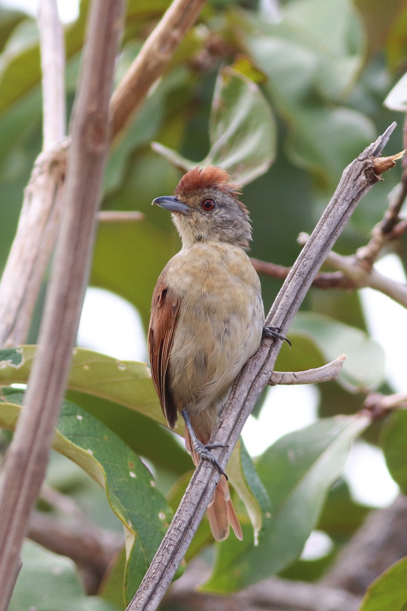 Rufous-winged Antshrike - ML559191181