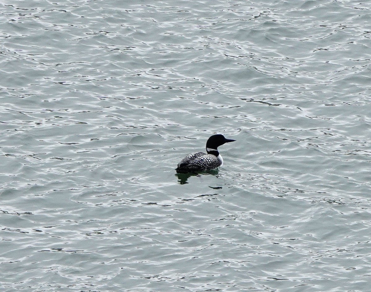 Plongeon huard - ML559191271