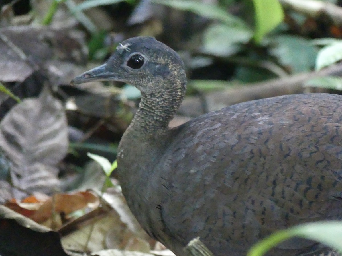 Great Tinamou - ML559191471