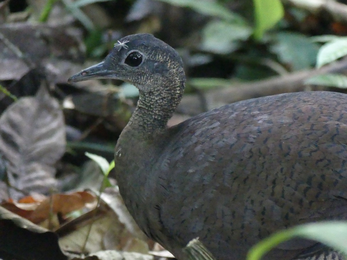 Great Tinamou - ML559191481