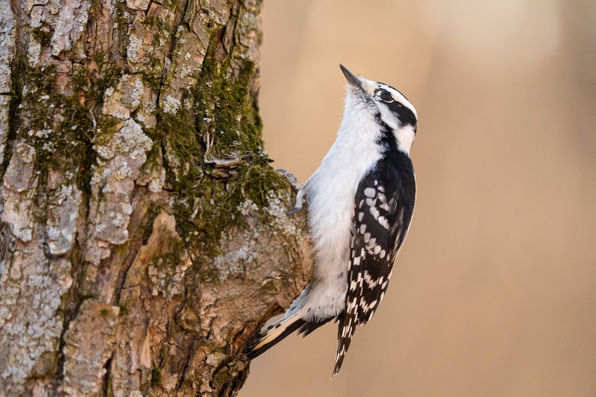 Downy Woodpecker - ML559191521