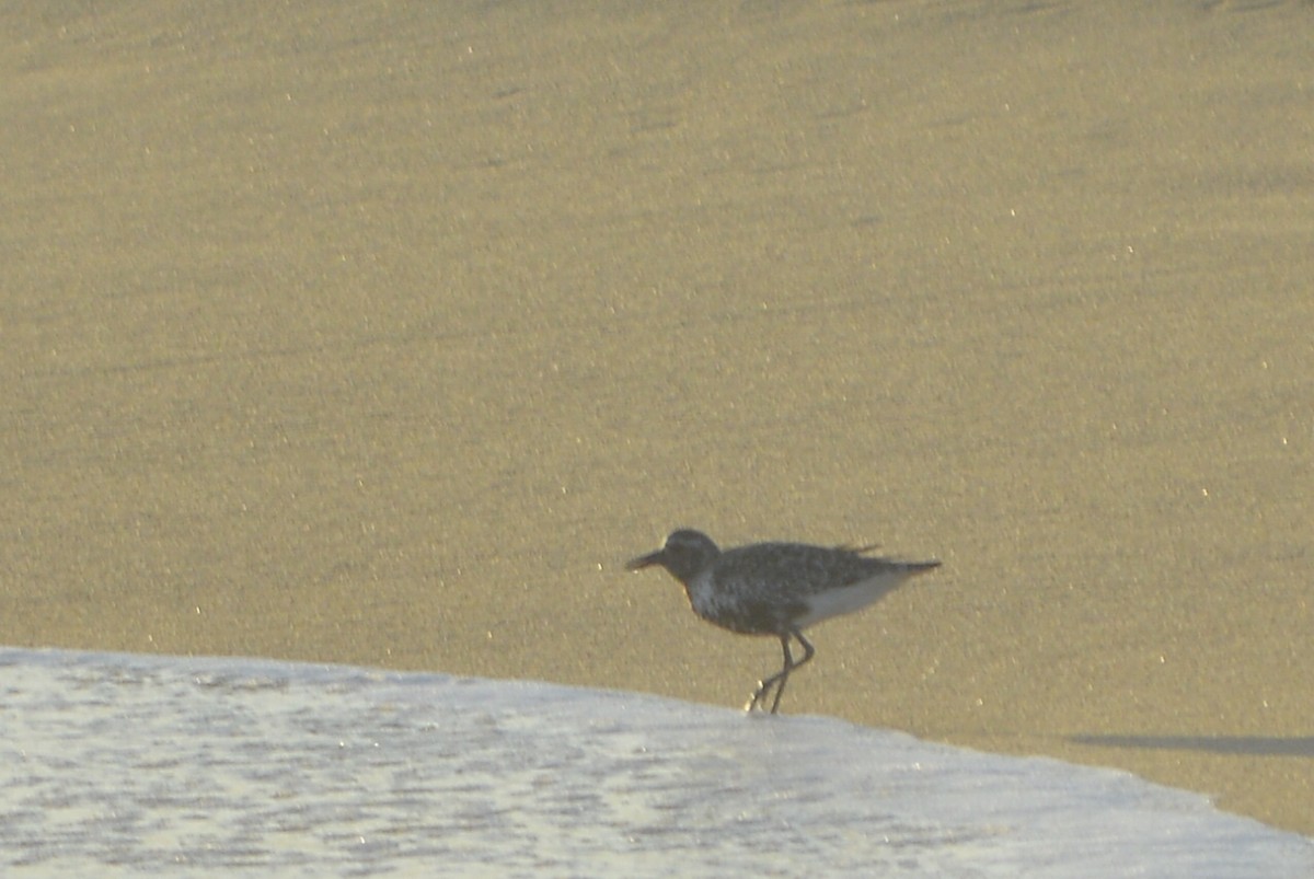 Black-bellied Plover - ML559192011