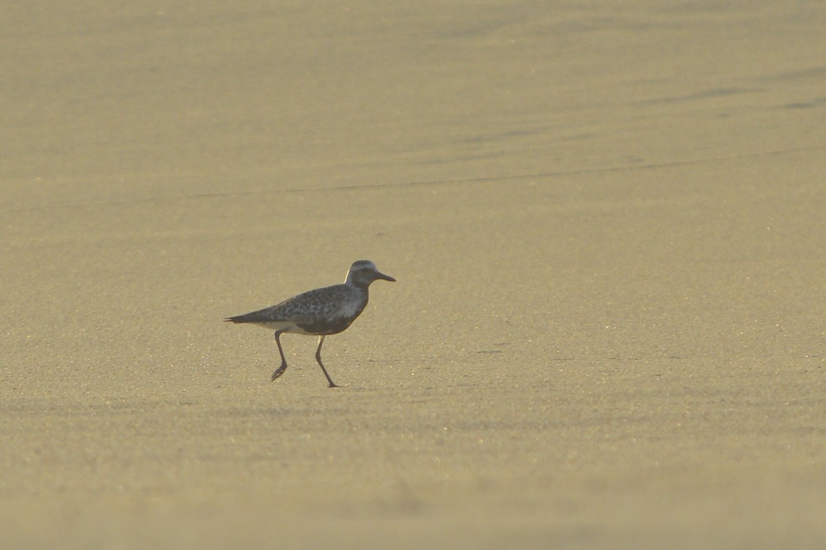 Black-bellied Plover - ML559192041