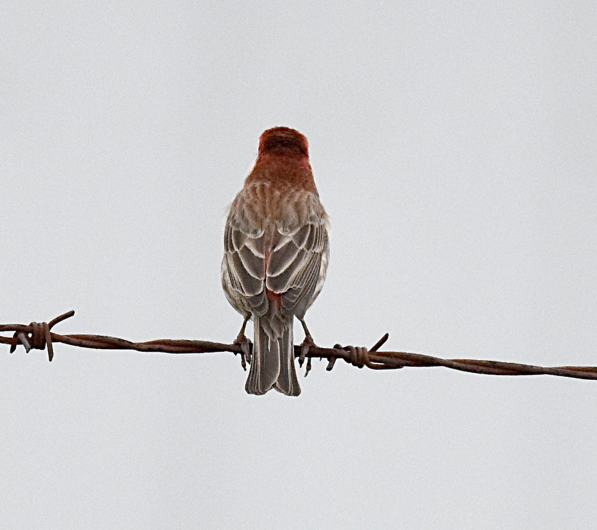 House Finch - ML559193671