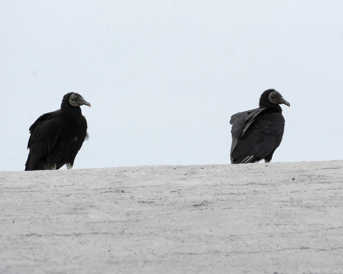 Black Vulture - ML559195091