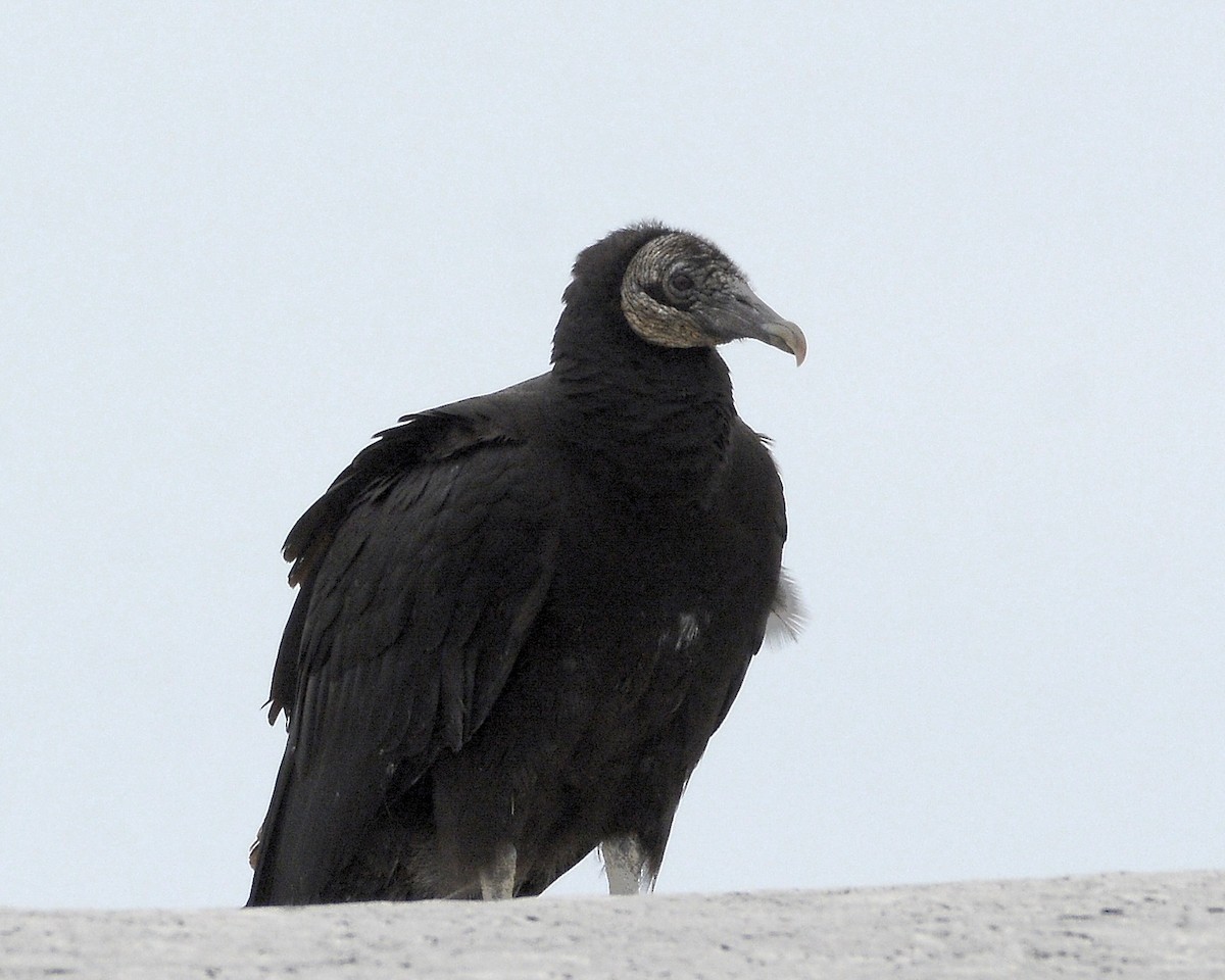 Black Vulture - ML559195221
