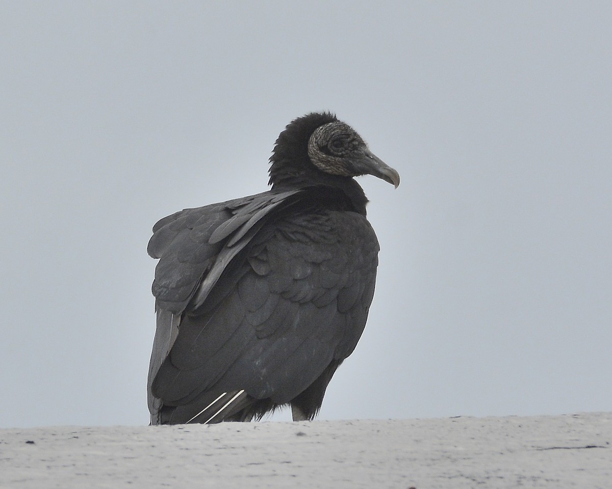 Black Vulture - ML559195361