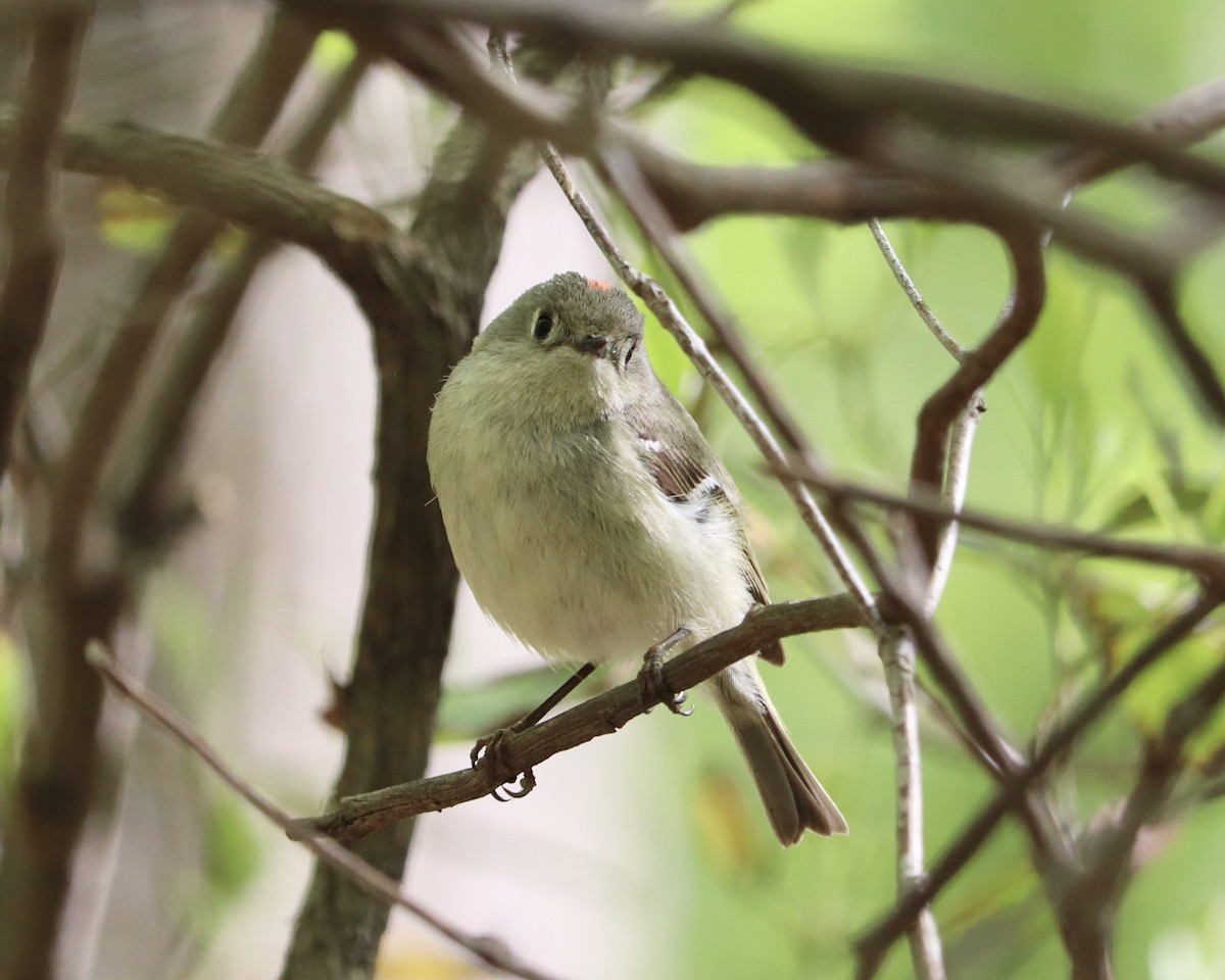 Ruby-crowned Kinglet - ML559196511