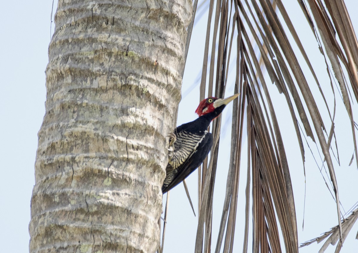 Crimson-crested Woodpecker - ML559198141