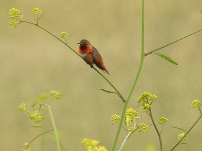 Allen's Hummingbird - Ellen Tipping