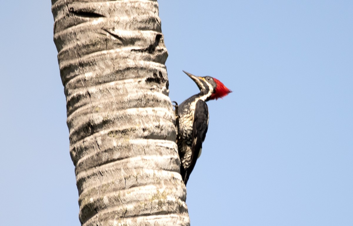 Lineated Woodpecker - Eduardo Vieira 17
