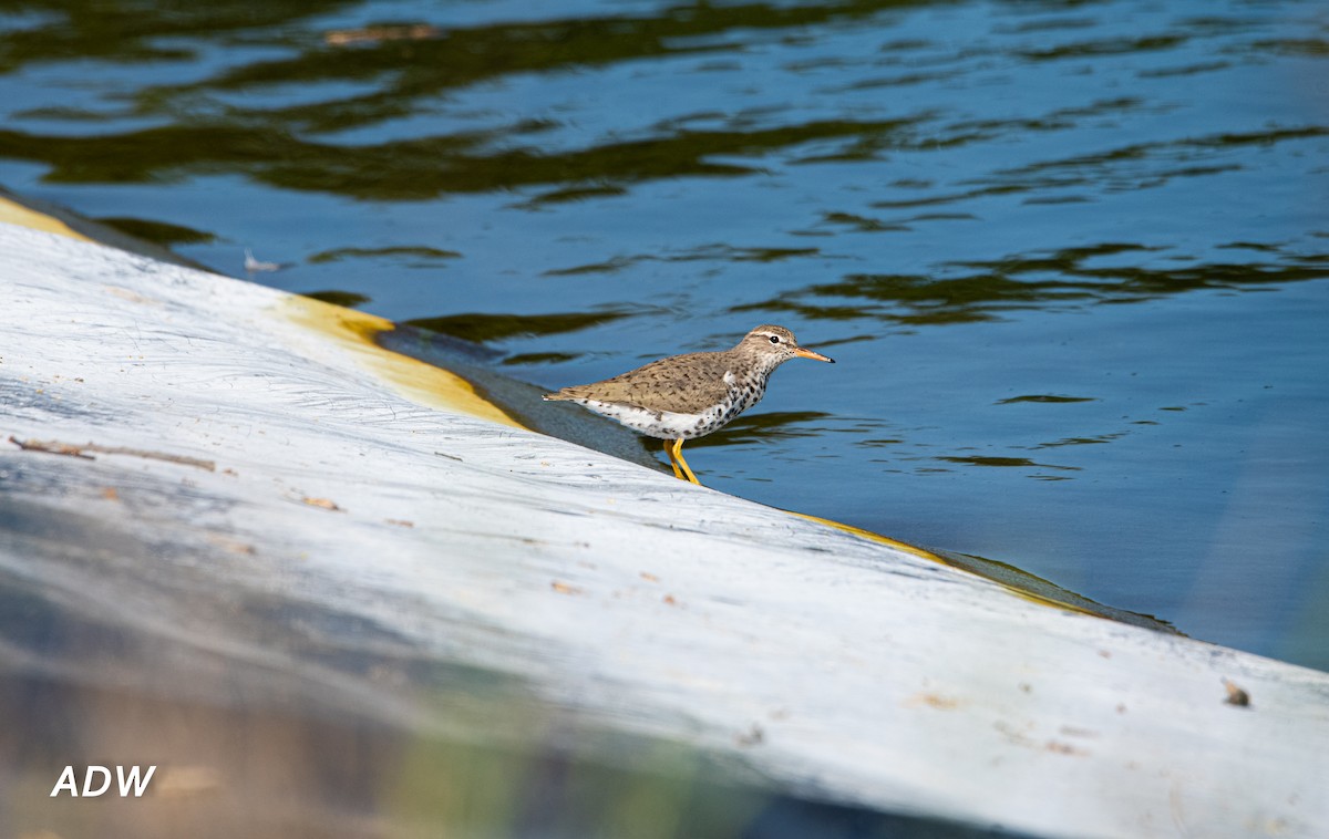 Spotted Sandpiper - Ardell Winters