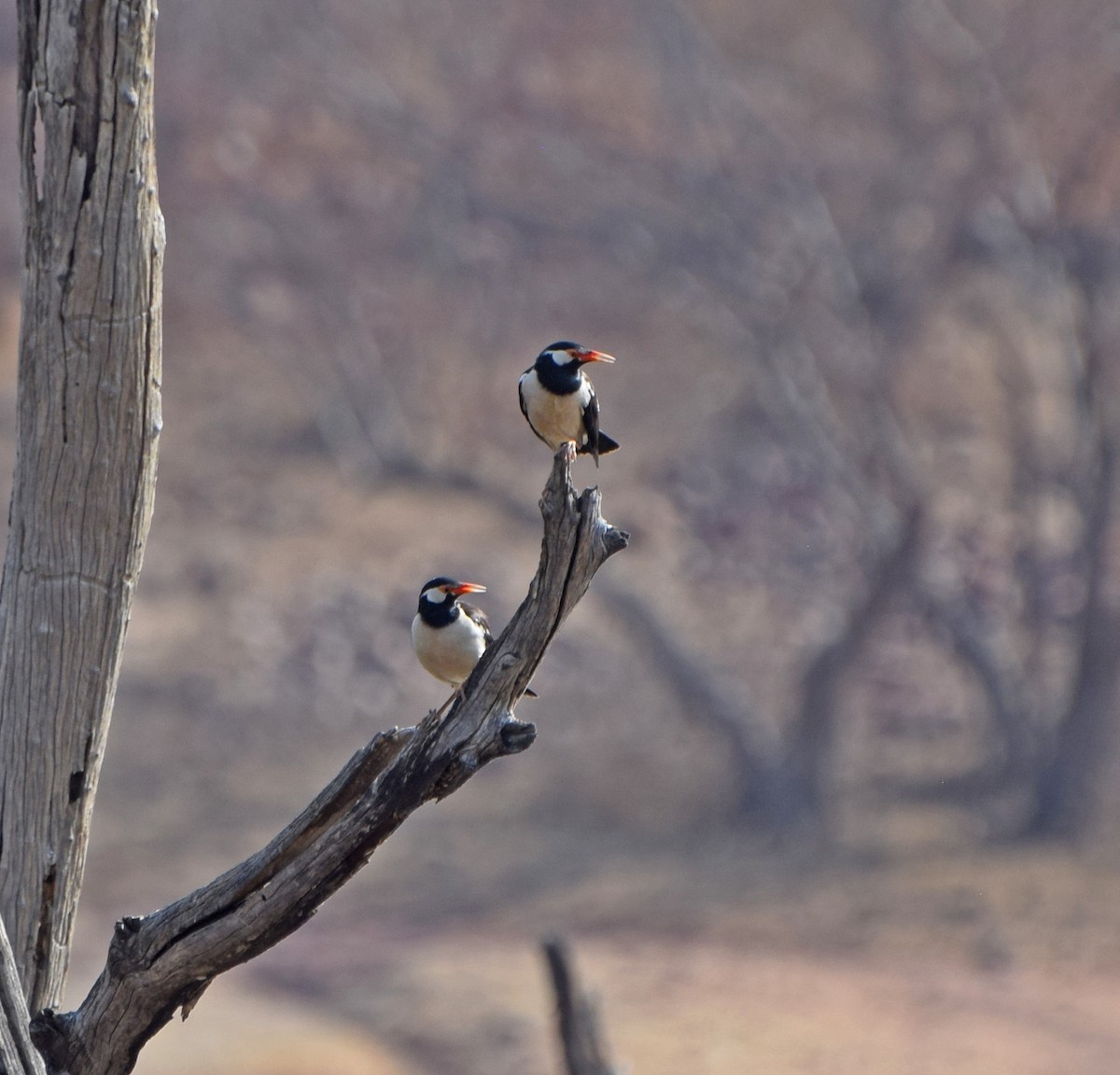 Indian Pied Starling - ML55920041