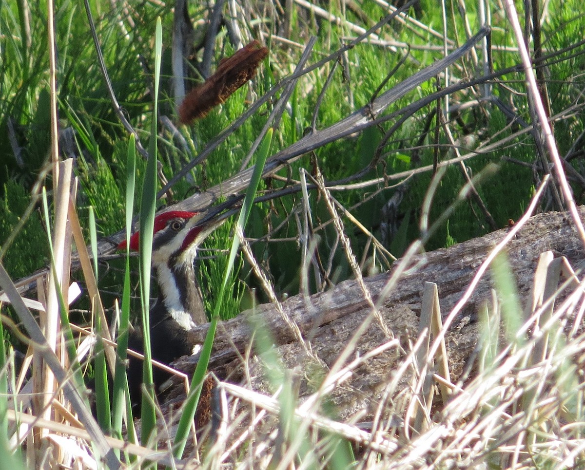 Pileated Woodpecker - ML55920111