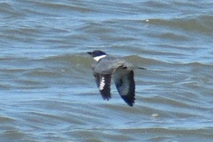 Belted Kingfisher - ML559201711