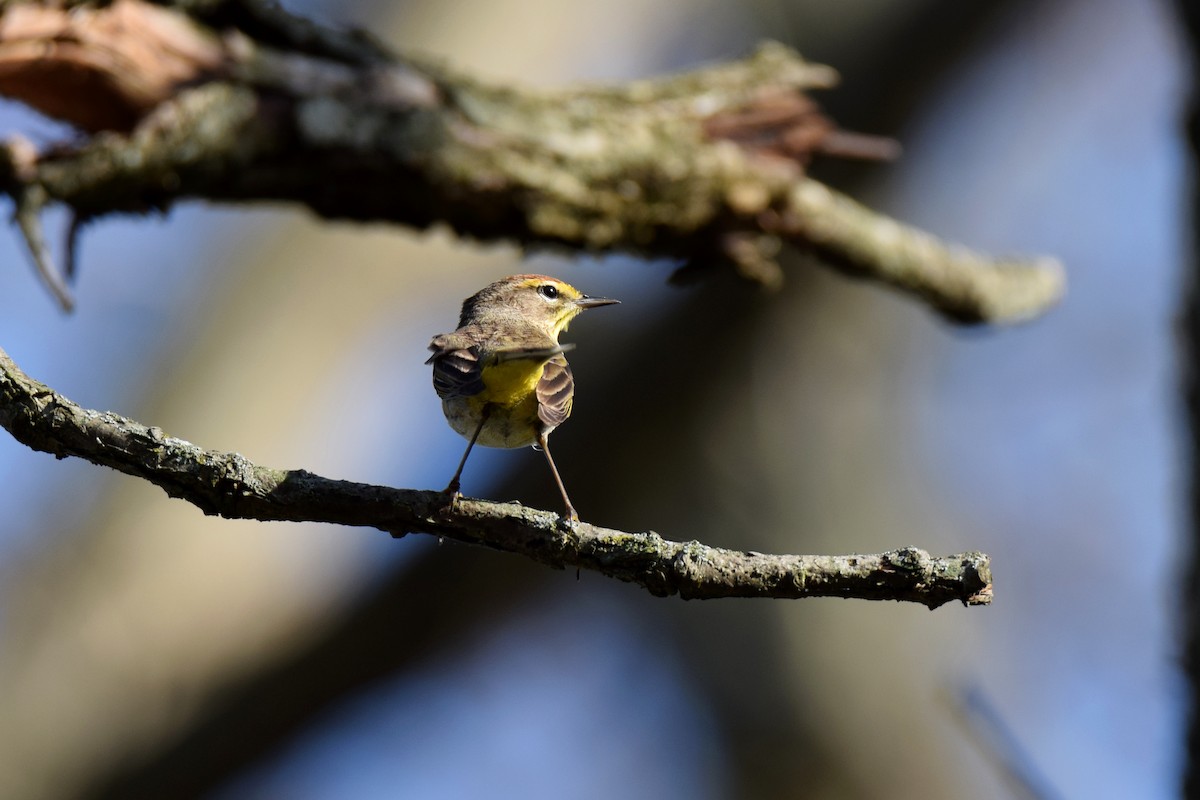 Palm Warbler - ML55920241