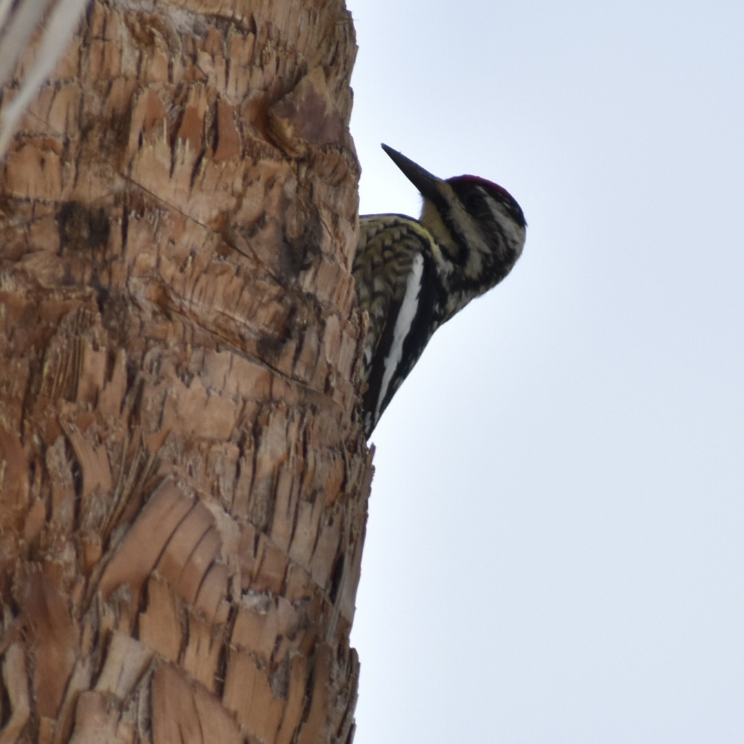 Yellow-bellied Sapsucker - Jenny Vogt