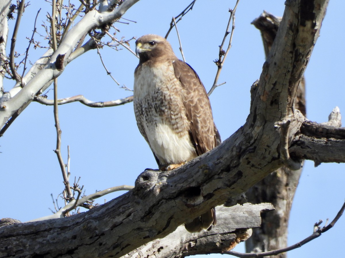 Red-tailed Hawk - ML559203451