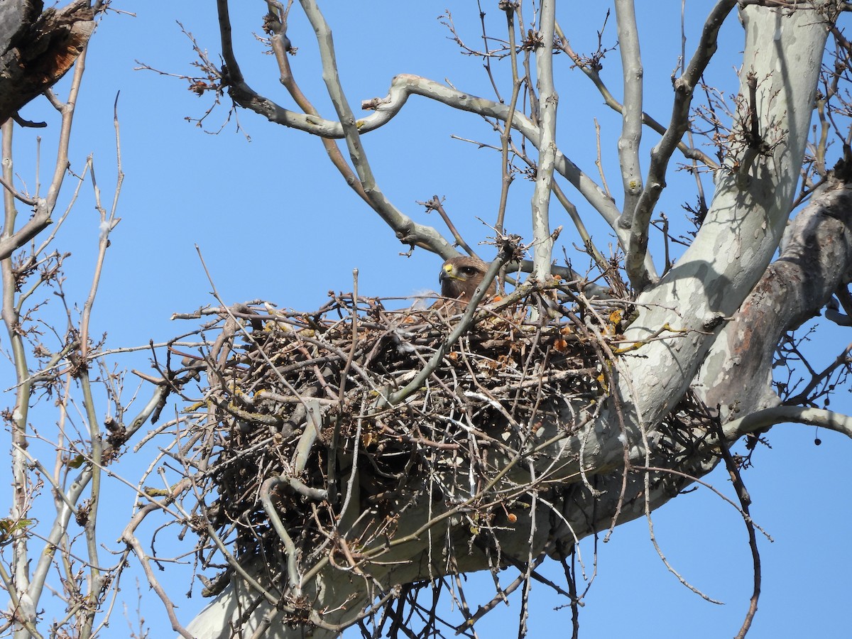 Rotschwanzbussard - ML559203461