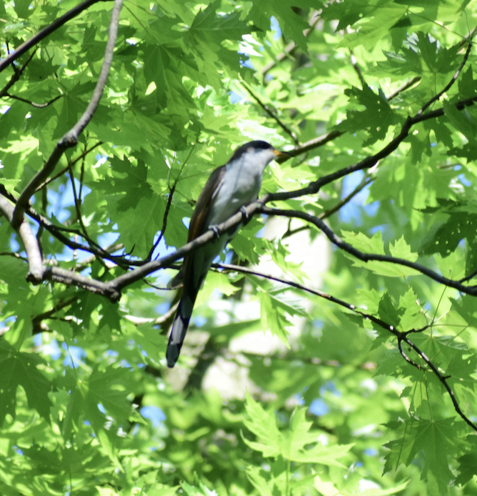 Yellow-billed Cuckoo - ML559204051