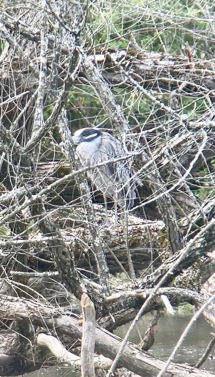 Yellow-crowned Night Heron - ML559205171