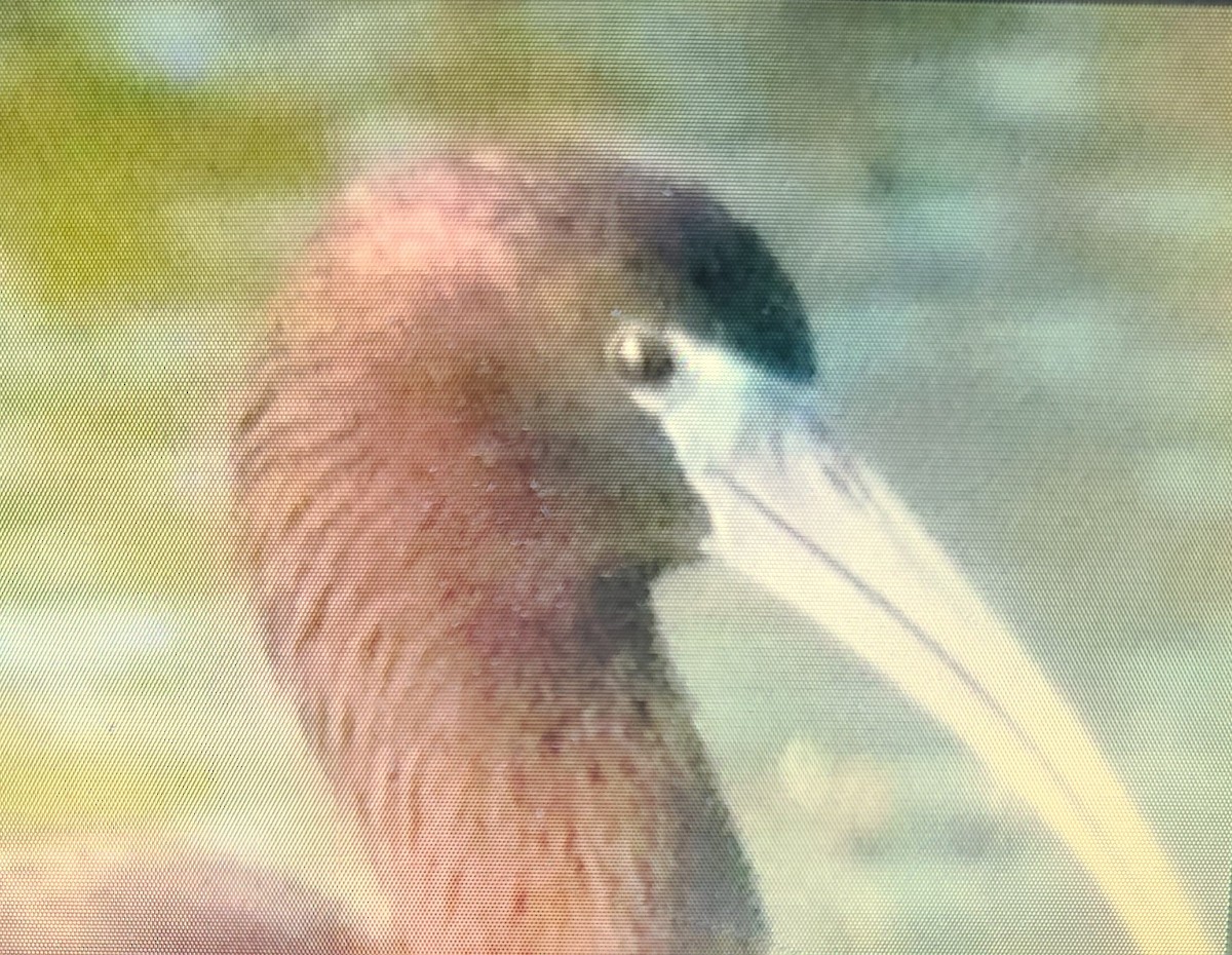 ibis hnědý - ML559205421
