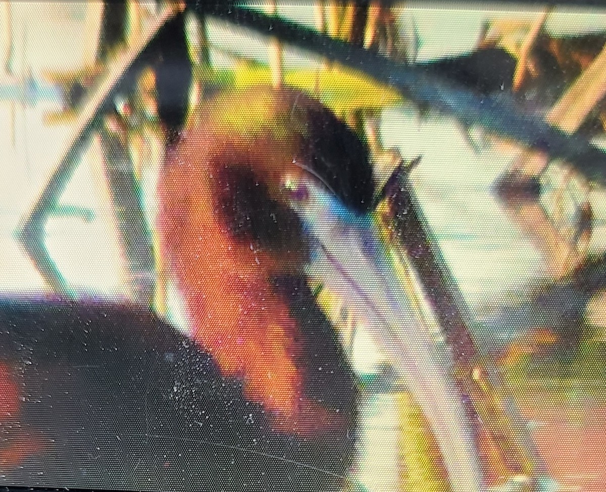 ibis hnědý x americký (hybrid) - ML559205761