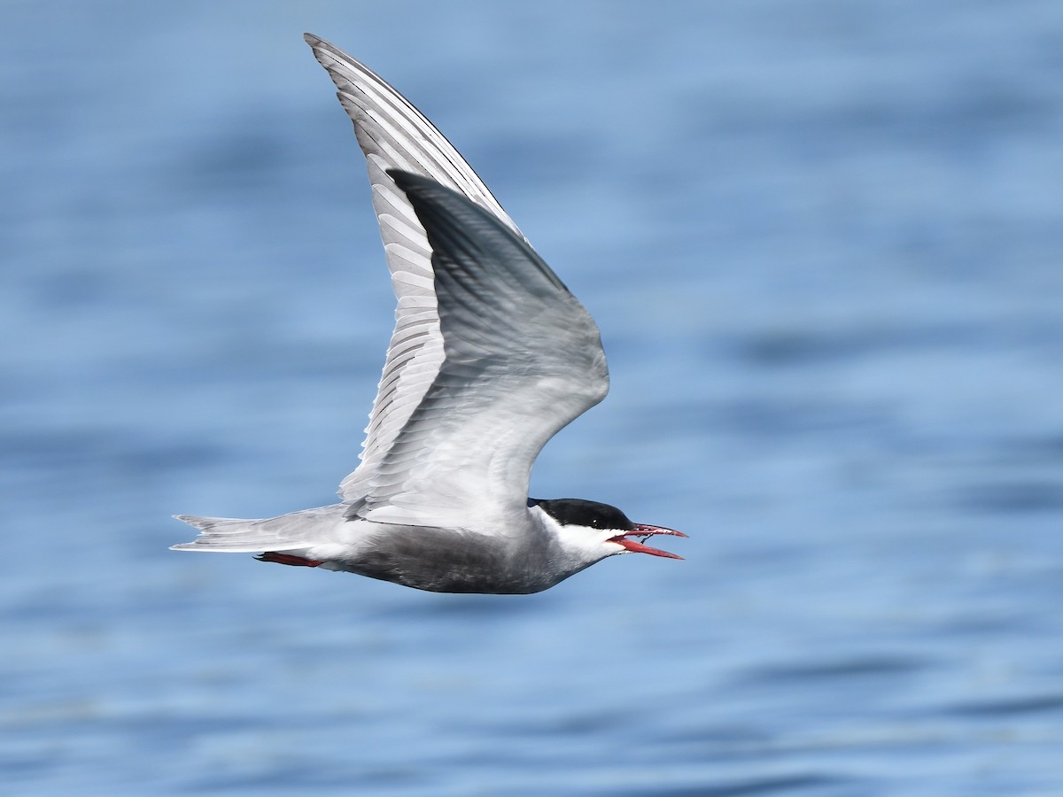 Whiskered Tern - Manuel Segura Herrero