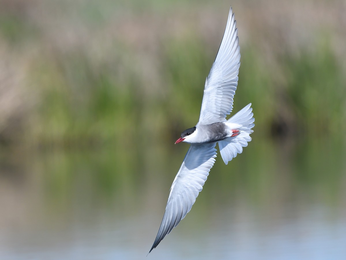 Whiskered Tern - Manuel Segura Herrero