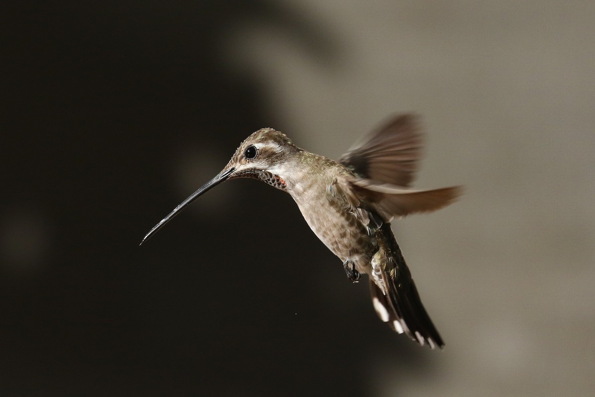 Plain-capped Starthroat - Ethan Denton