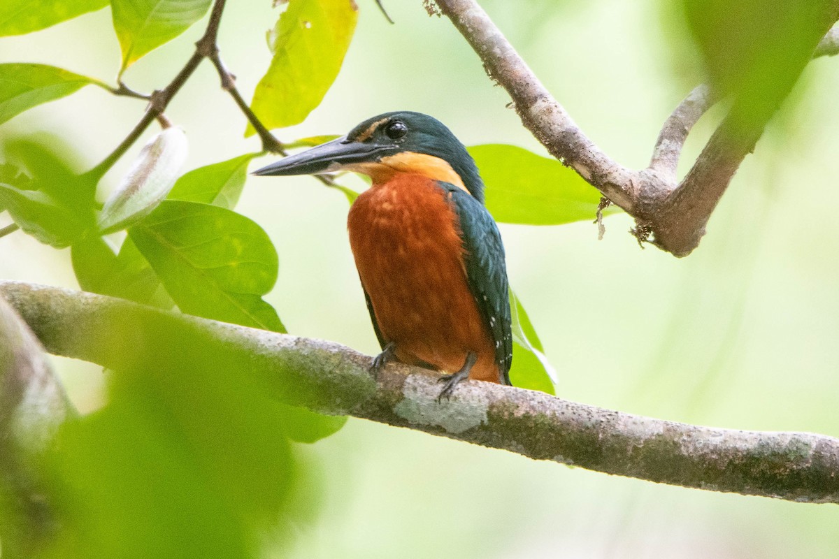 Green-and-rufous Kingfisher - ML559214571