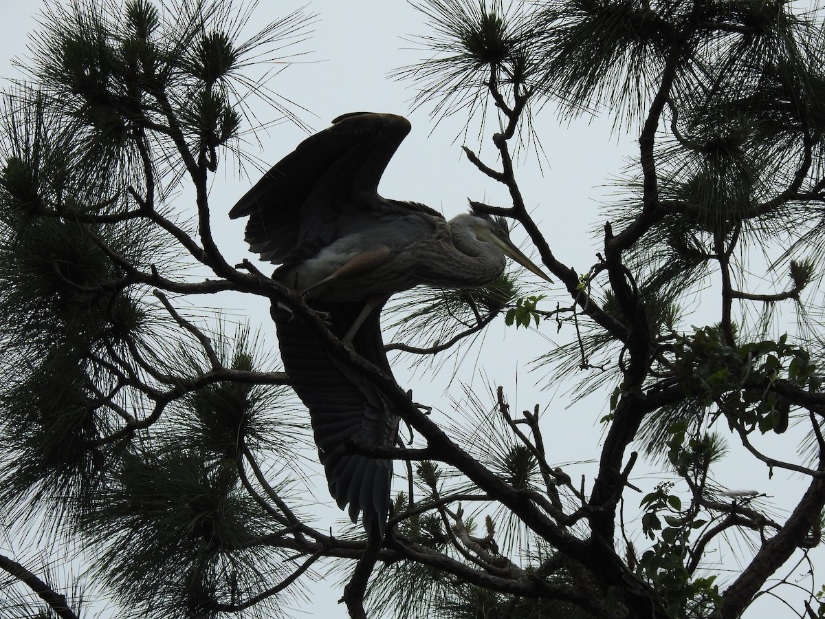 Great Blue Heron - ML559215631