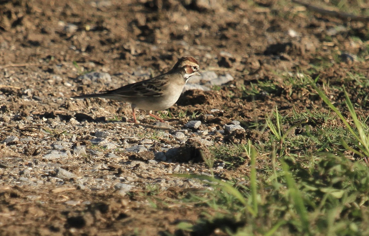 Lark Sparrow - ML559215721