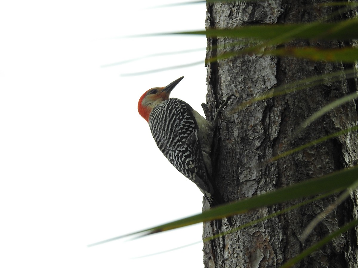 Red-bellied Woodpecker - ML559215781