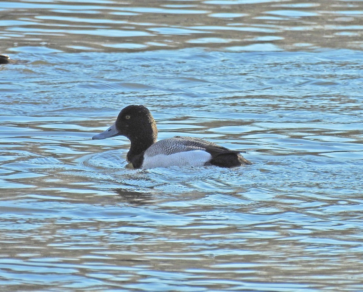 Greater Scaup - Benoît Turgeon