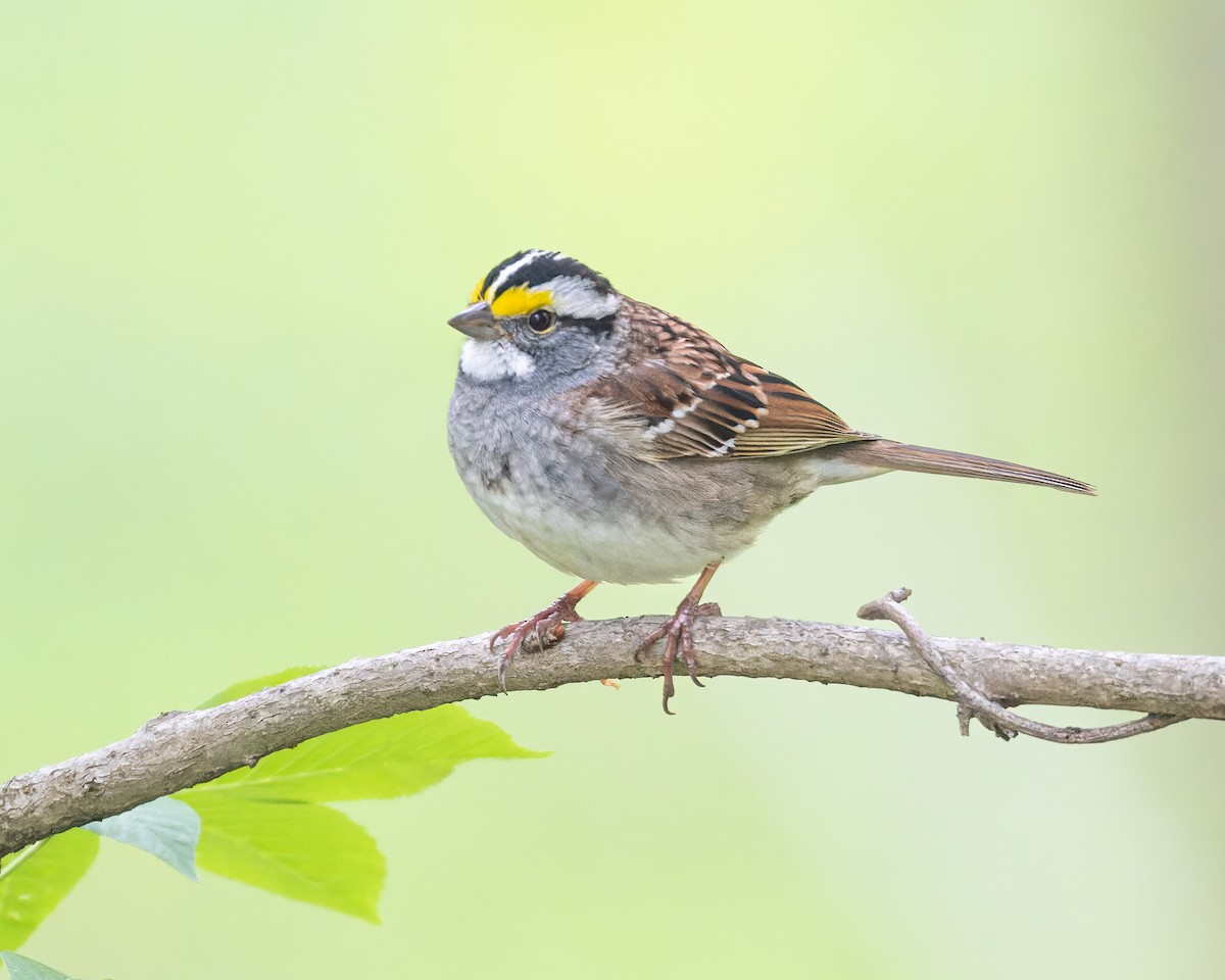 White-throated Sparrow - Greg Walker