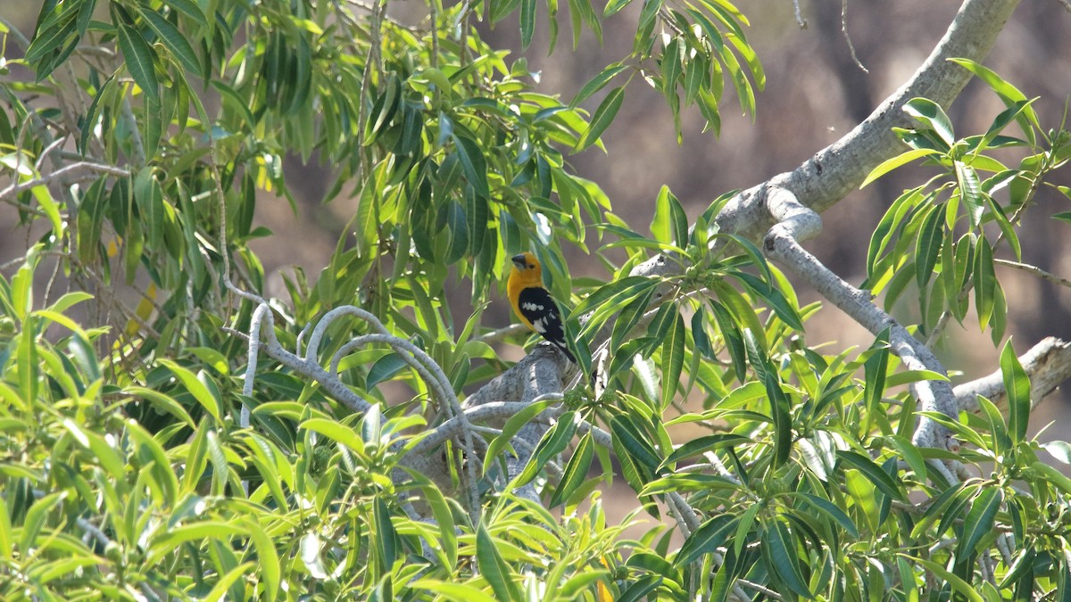 Yellow Grosbeak (Northern) - ML559216381