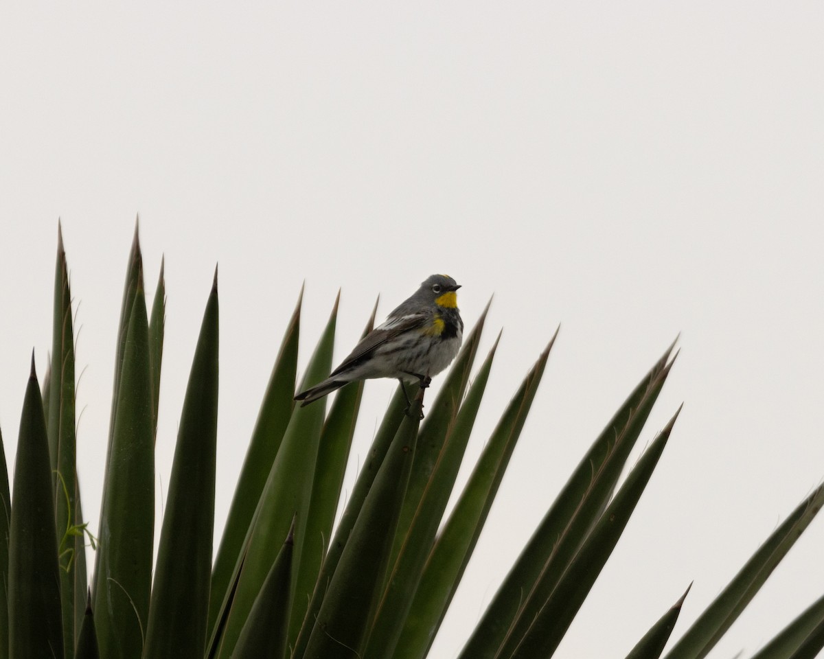 Yellow-rumped Warbler - ML559217831